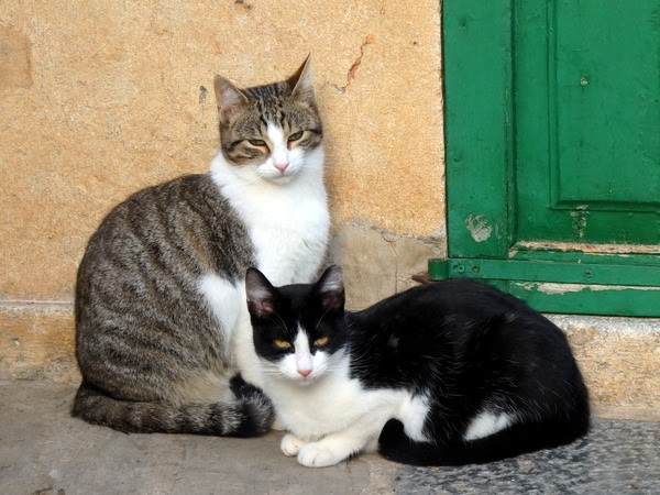 cats in deia