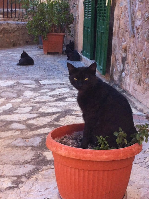 cats of deia mallorca