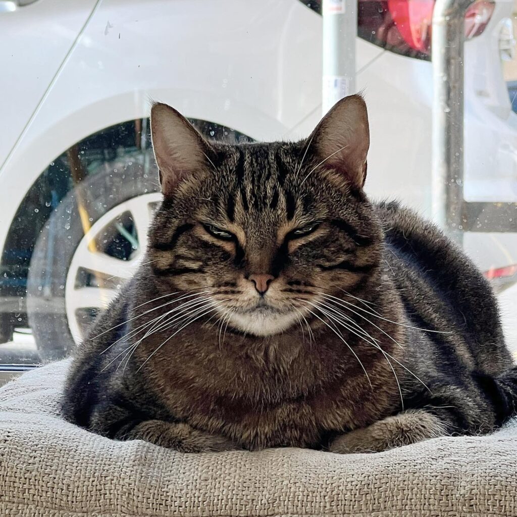 chonky cat at the Romeow Cat Bistrot