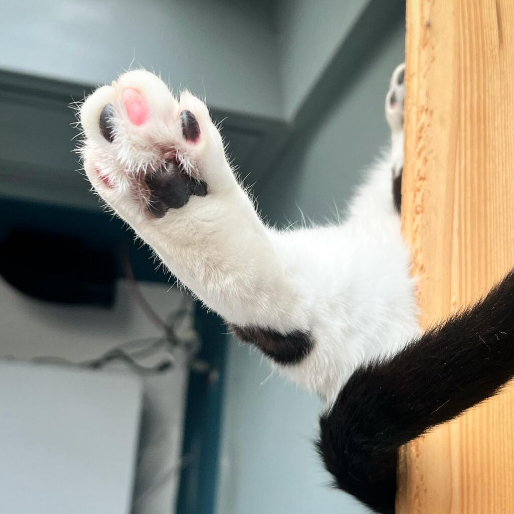 cute cat paw