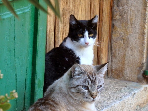 deia cats