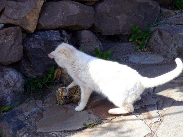 holiday destinations for cat lovers