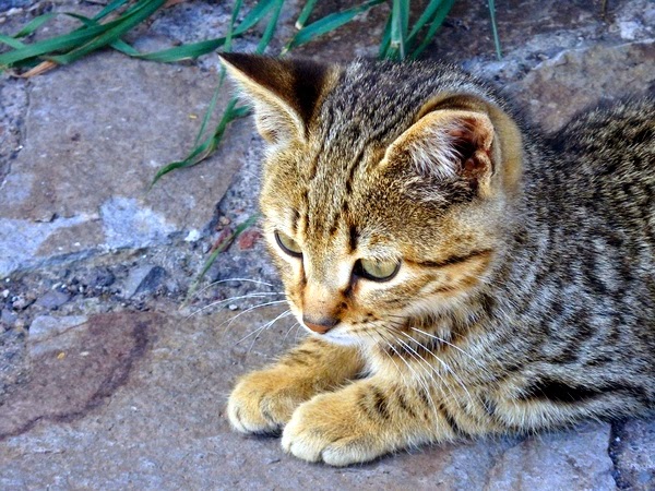 holiday destinations for cat lovers