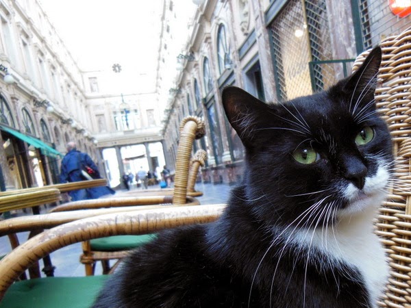 Mokafé cat in the Galerie du Roi in Brussels