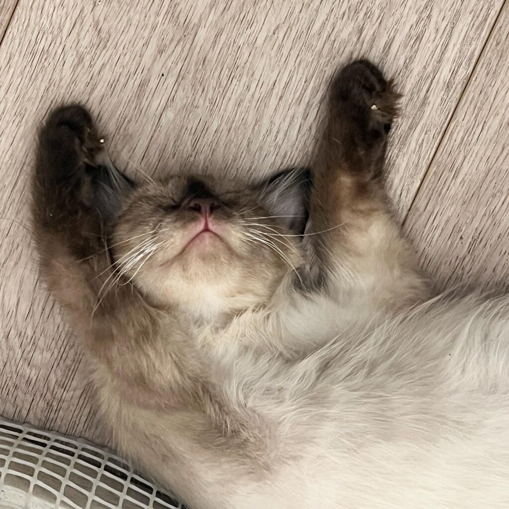 happy cat