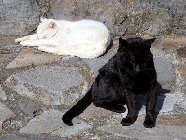 holiday destinations for cat lovers