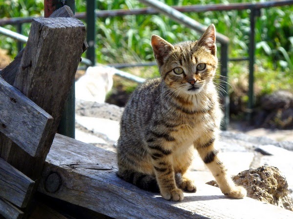 holiday destinations for cat lovers