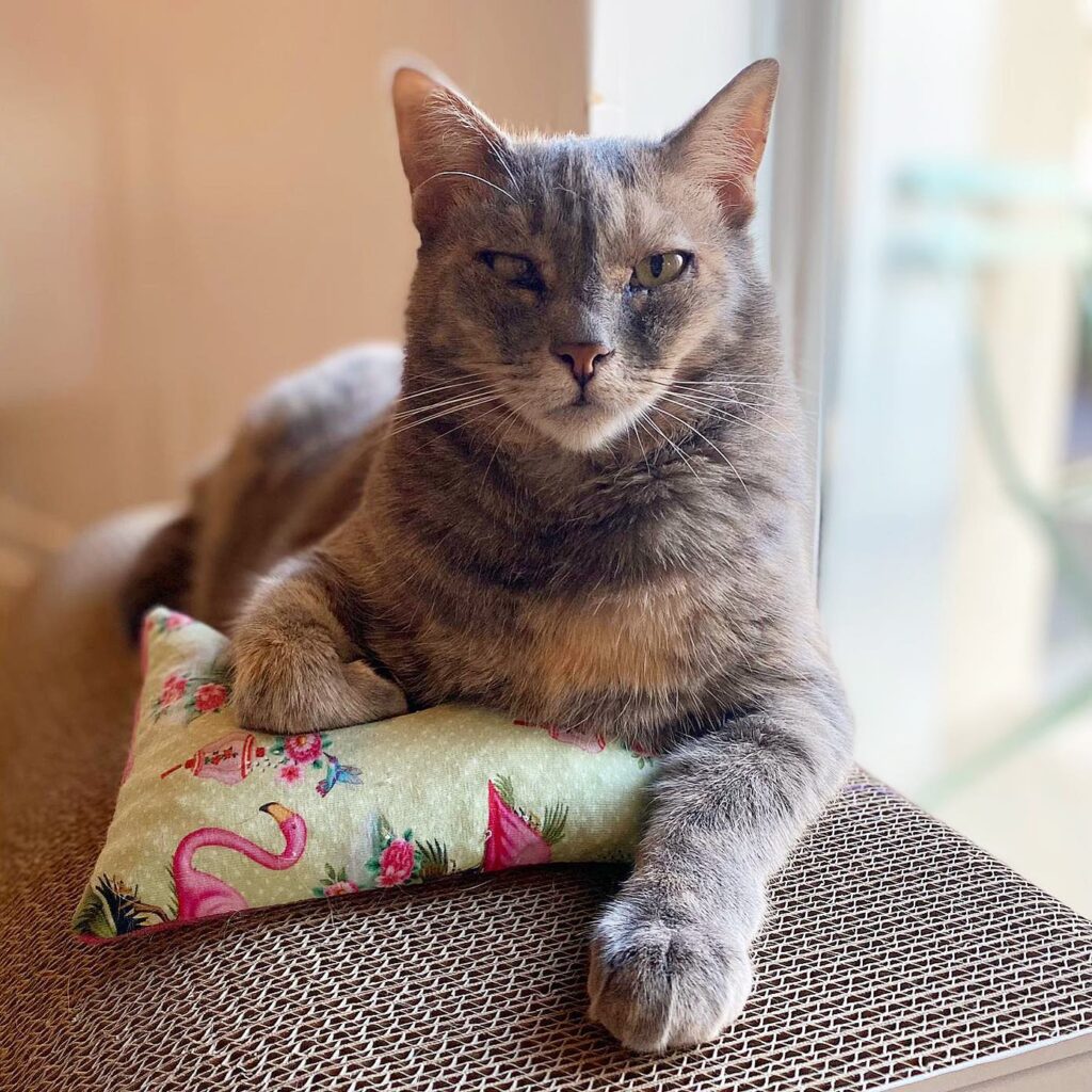 judging cat