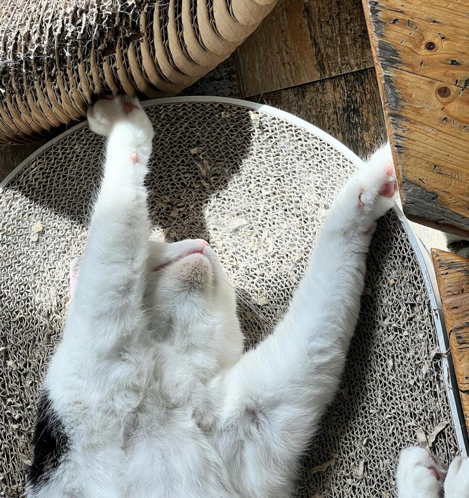 lazy cat