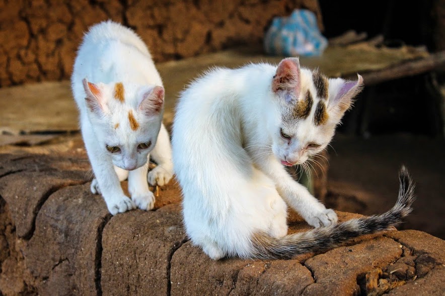 paradise for cat lovers