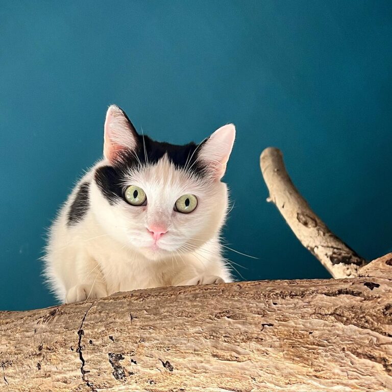 best cat cafés in Italy