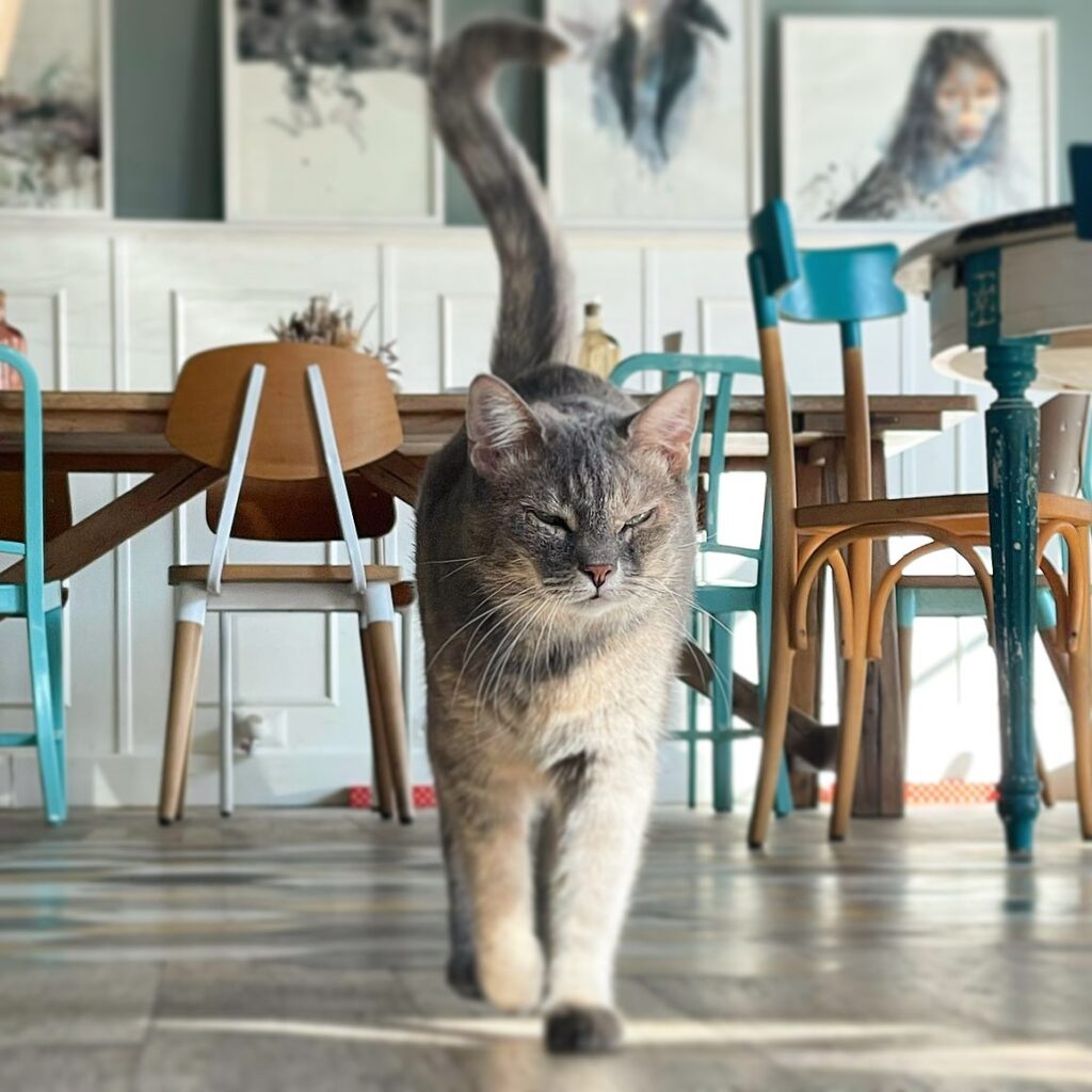 Romeow Cat Bistrot