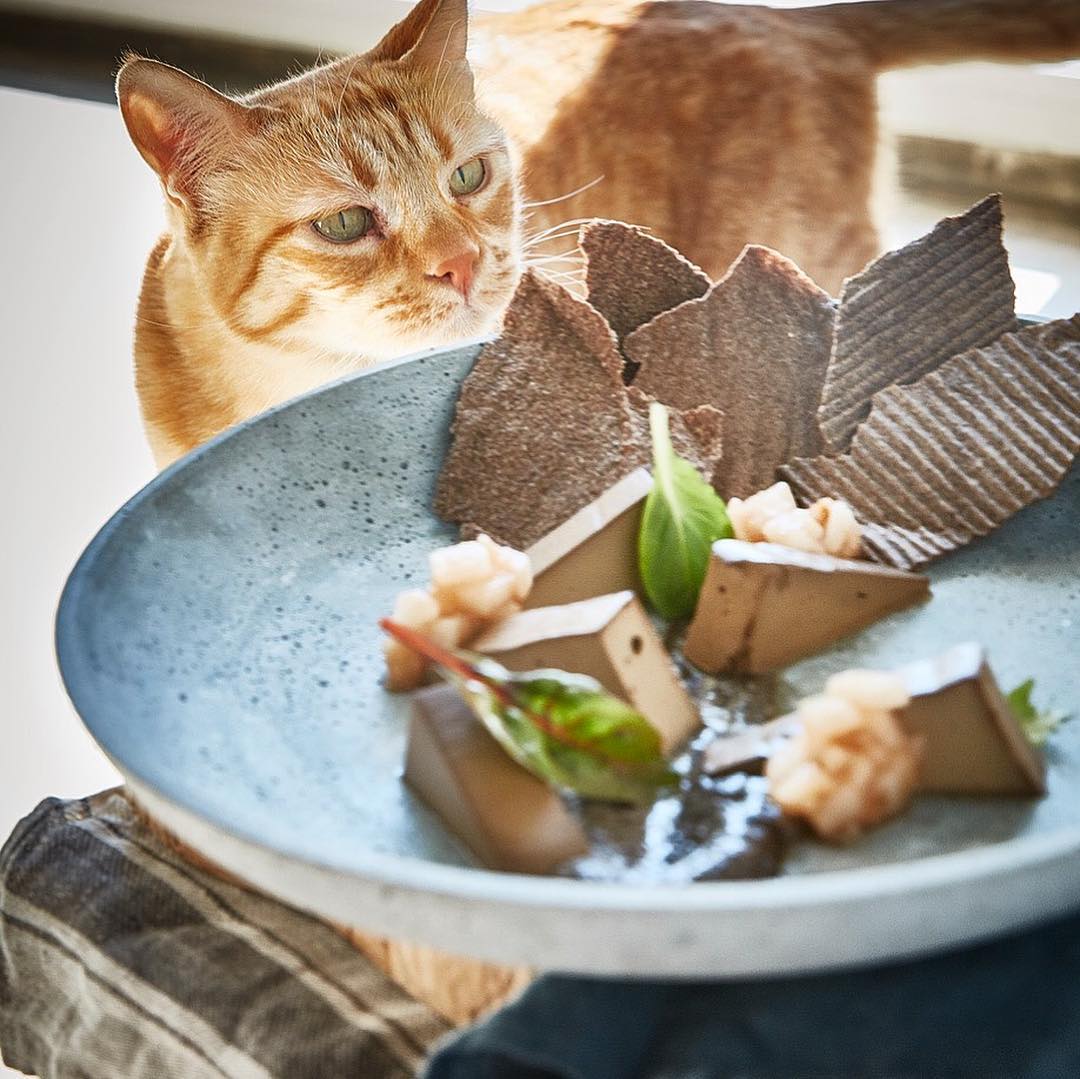 Romeow Cat Bistrot Rome Cat Café