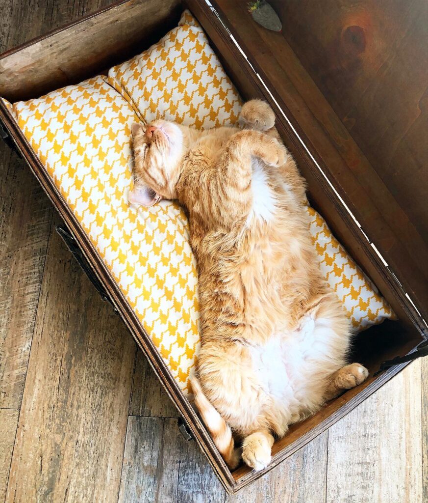 ginger cat sleeping in cat bed