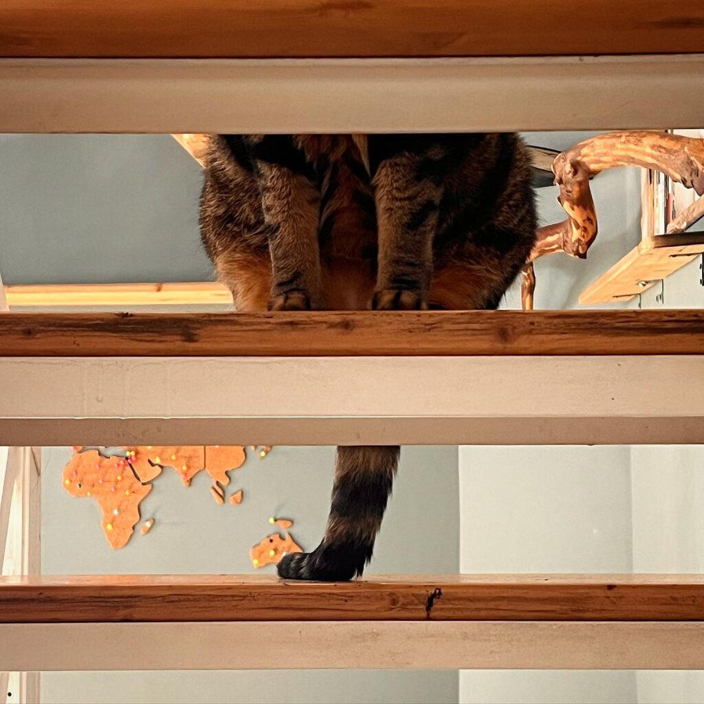 weird cat picture