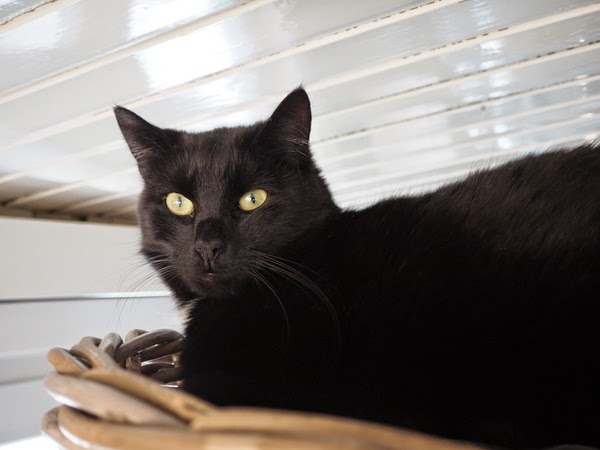 black cat pictures