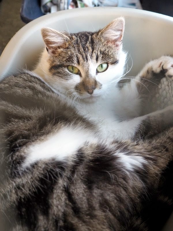 cat boat