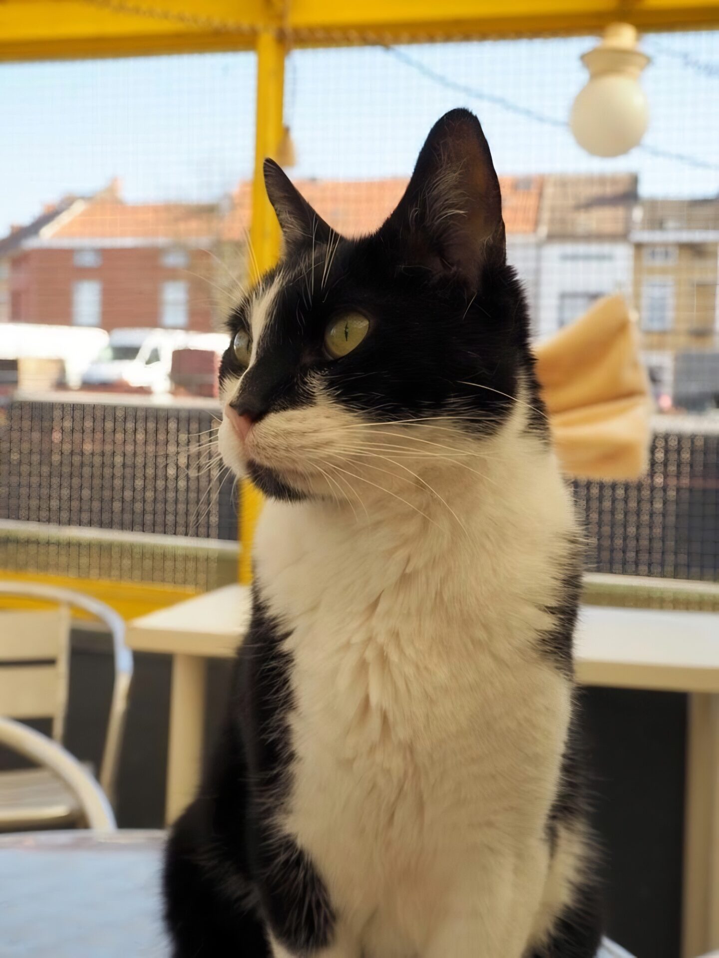 cat shelter Ghent