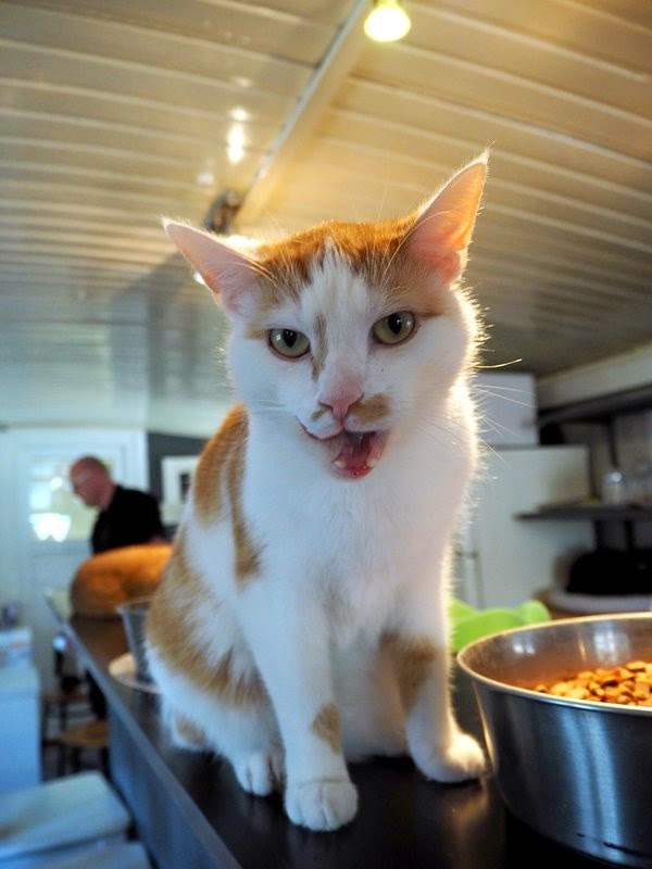 cat with attitude