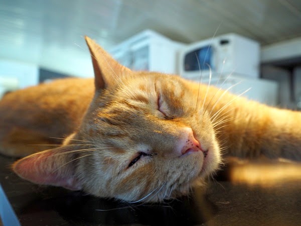 ginger cat sleeping