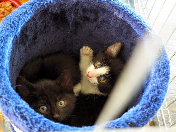 kittens pictures