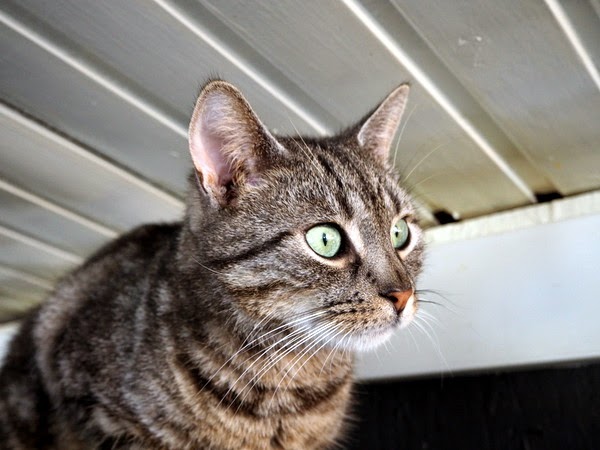 tabby cat