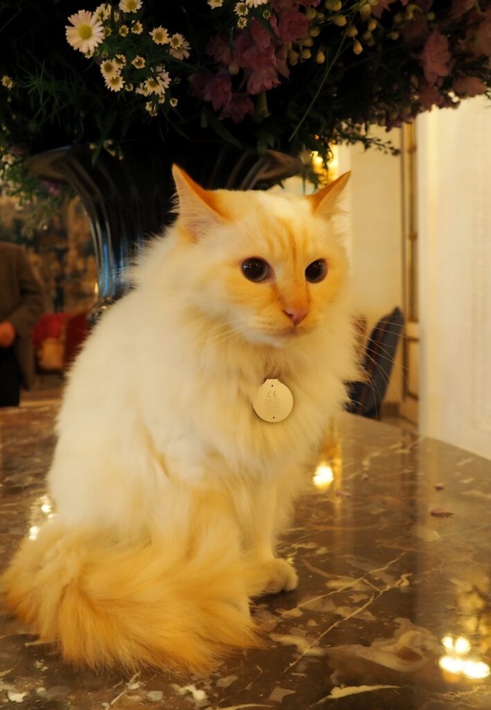 Le Bristol hotel with cat