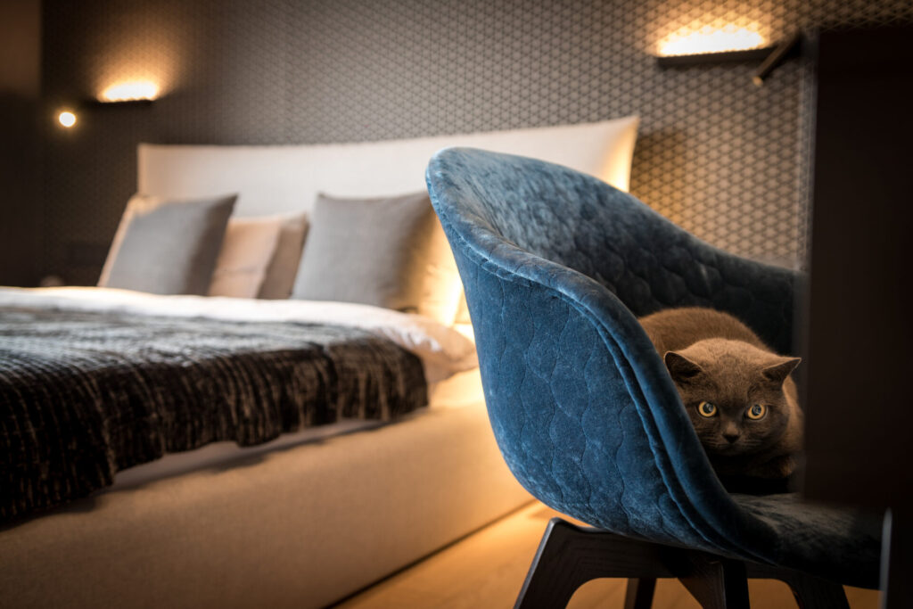 hotel with cat