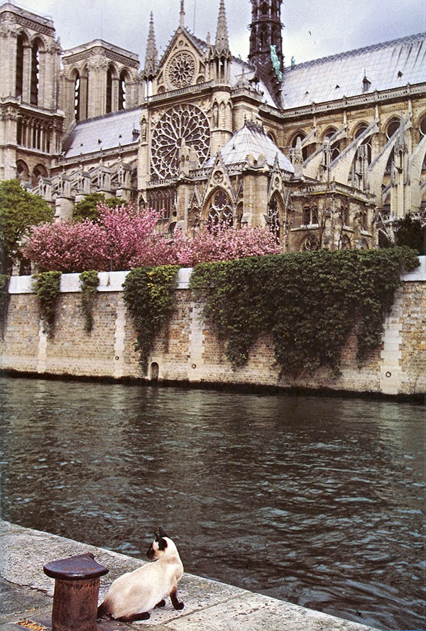 Notre Dame de Paris