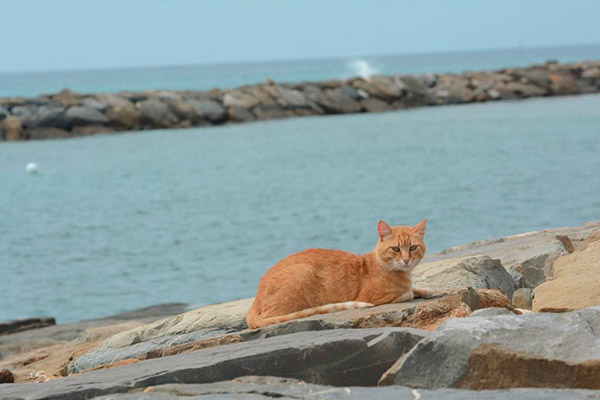 beach cat