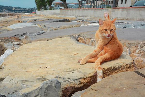 ginger cat washing itself