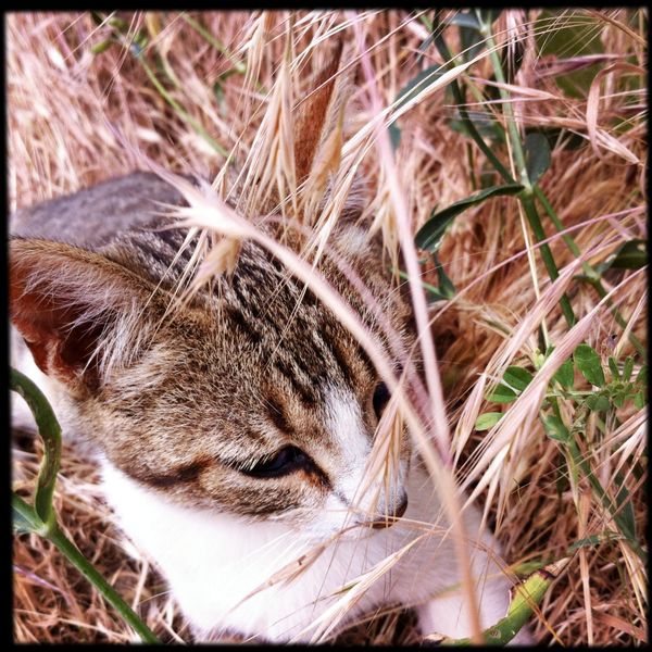 cute kitten spain