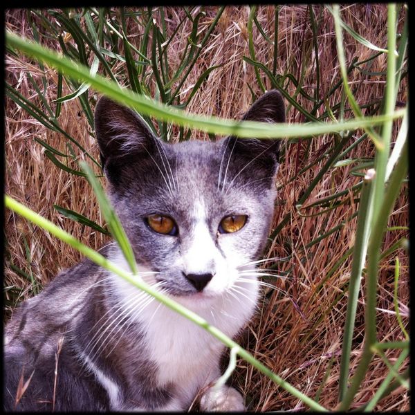 capileira cats