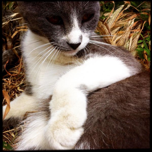 stray cat spain
