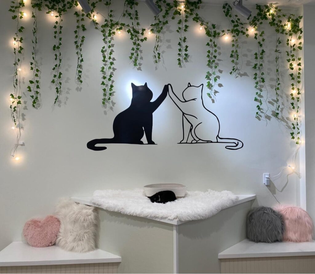 All the Single Kitties in Saybrook in Old Saybrook