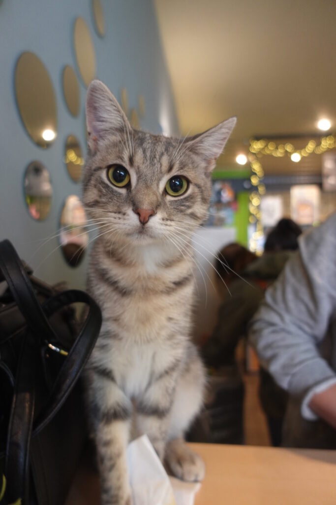 bar à chats Bruxelles