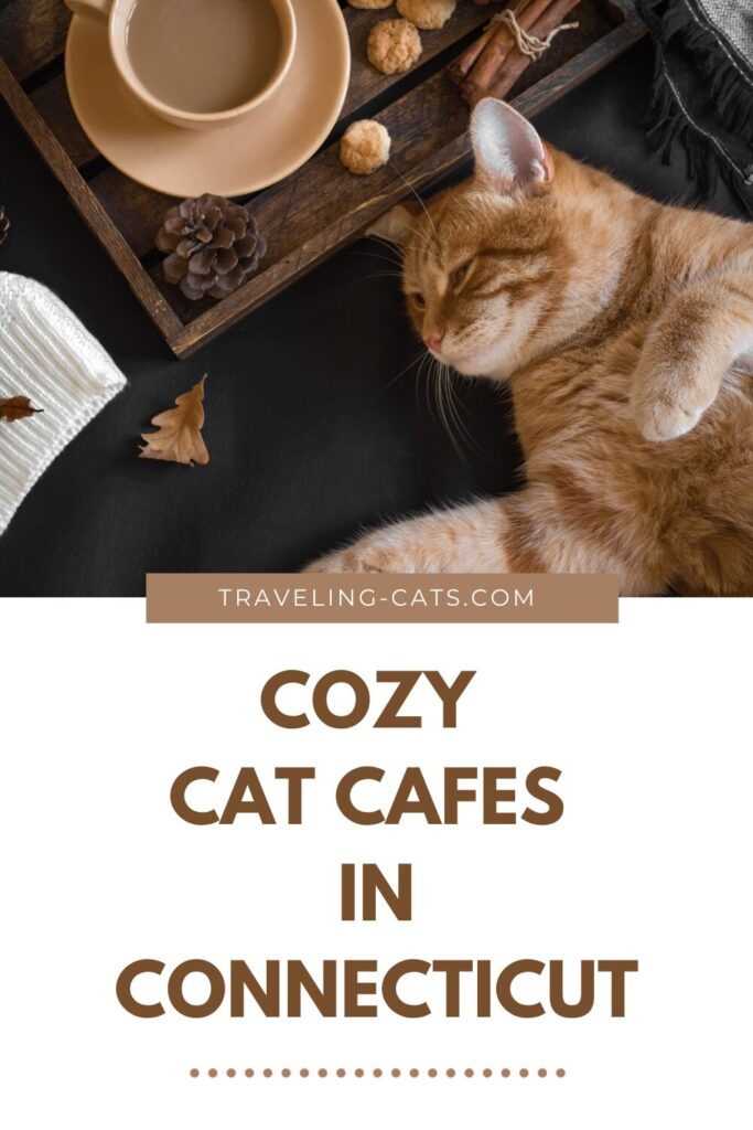 cozy cat cafés in Connecticut