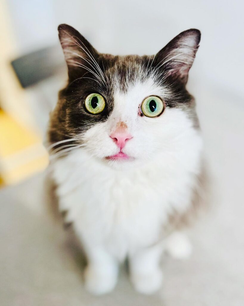 kattencafé Gent
