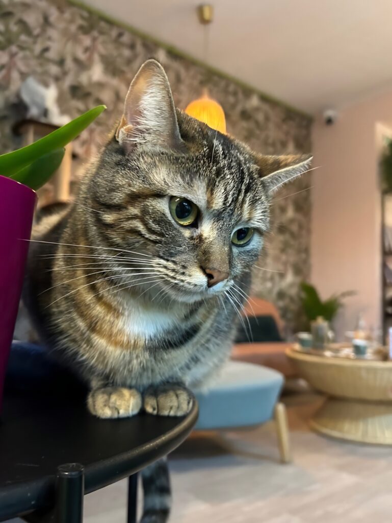 kattencafe Leuven