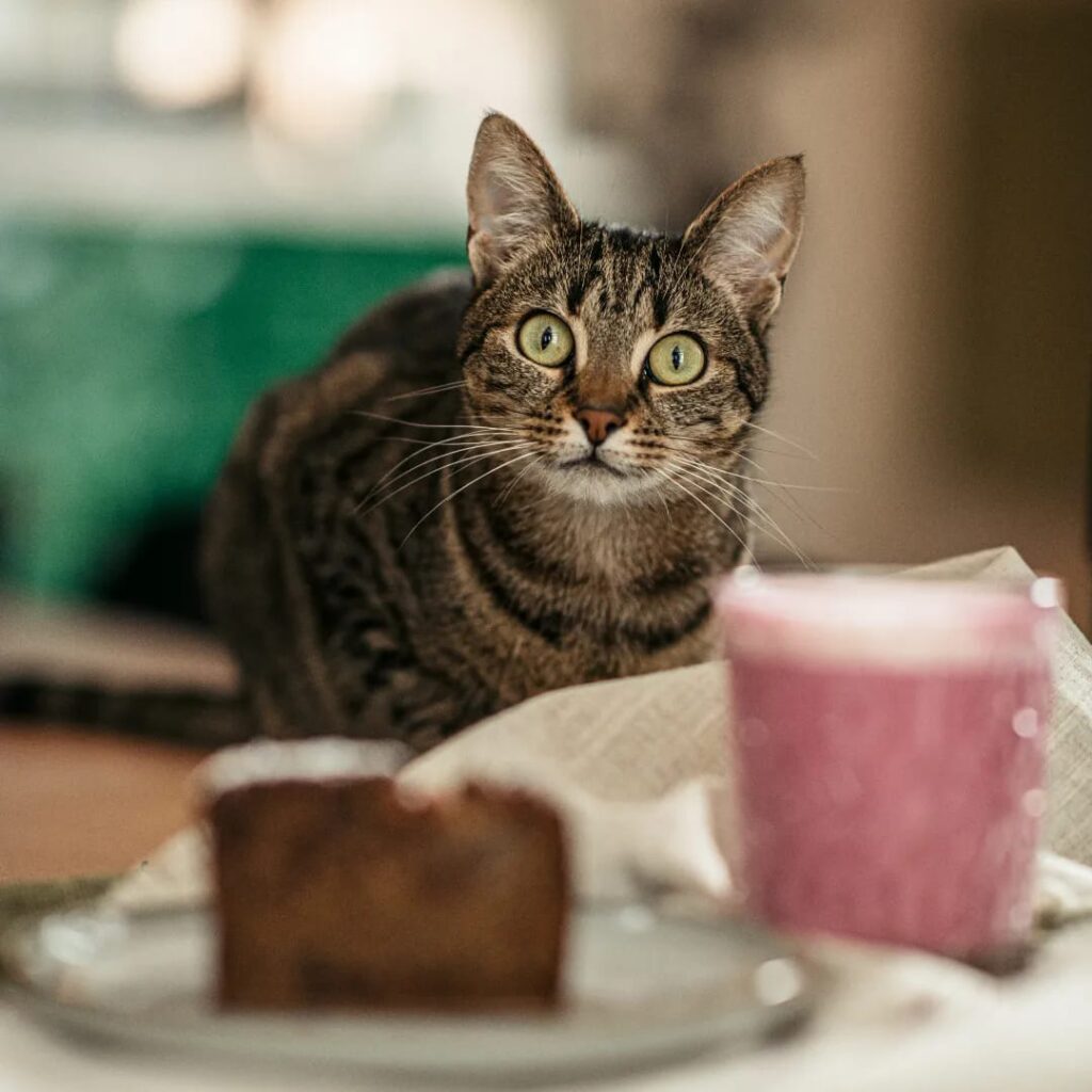 kattencafe Mau Genk