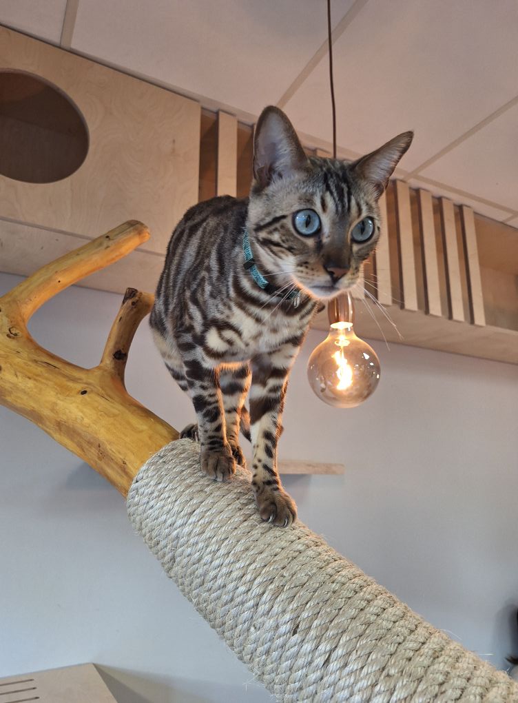 kattencafe Pelt