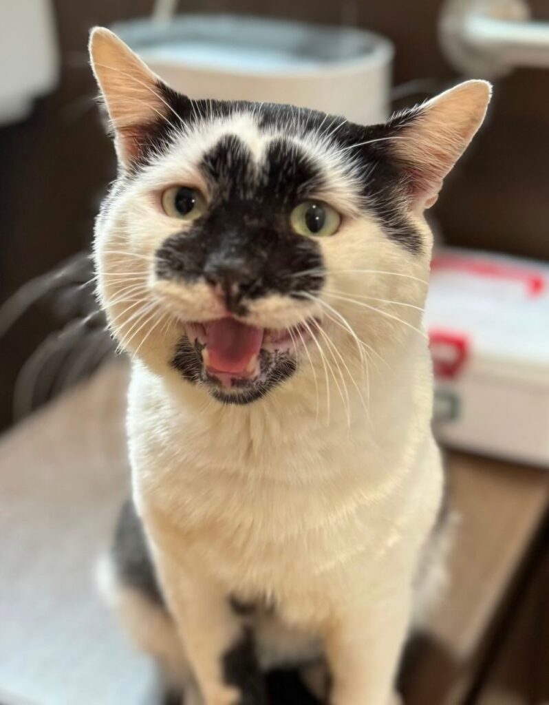 Mew Haven Cat Cafe