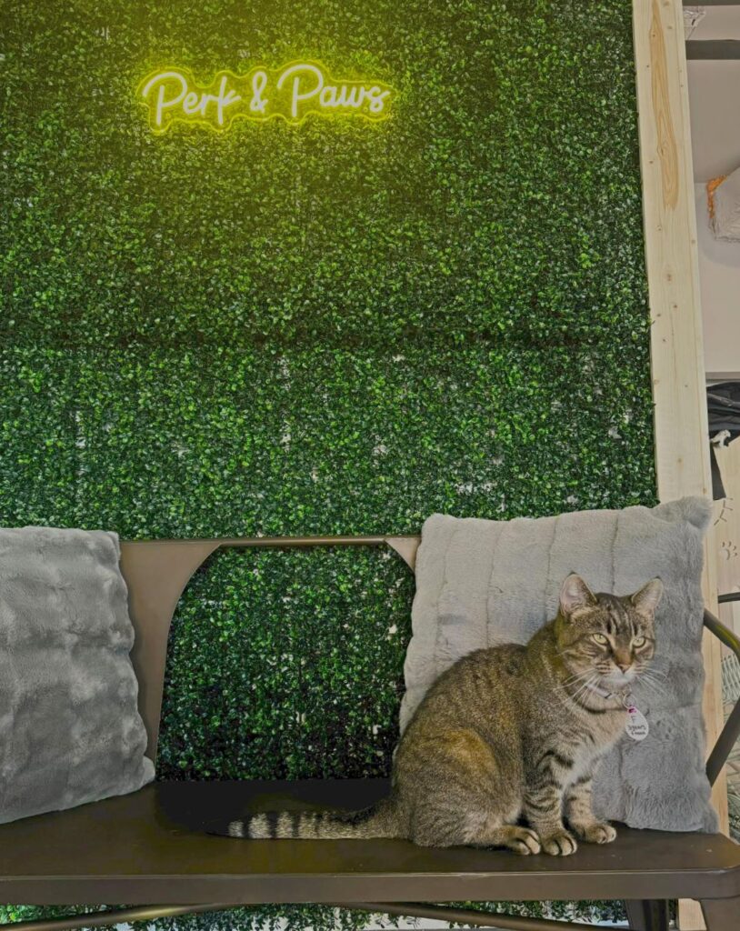 Perk and Paws Cat Cafe in Torrington