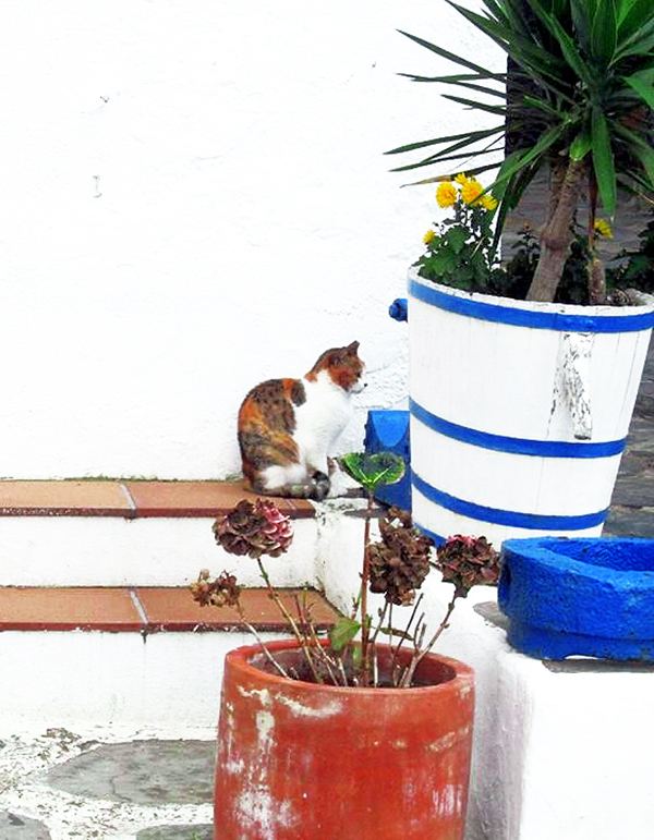 Cadaqués Gats
