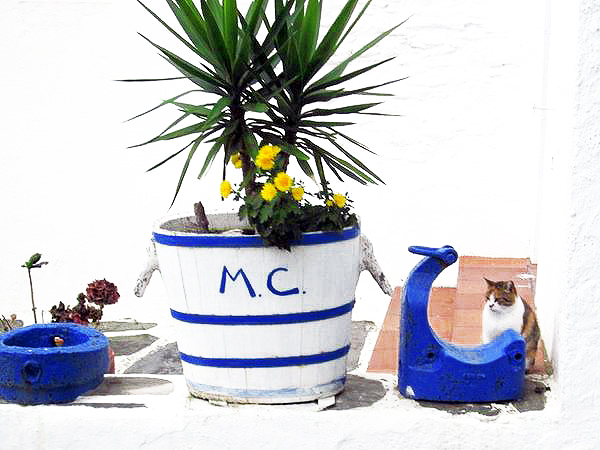 Gats de Cadaqués