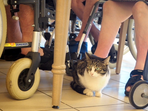 cat in elderly home