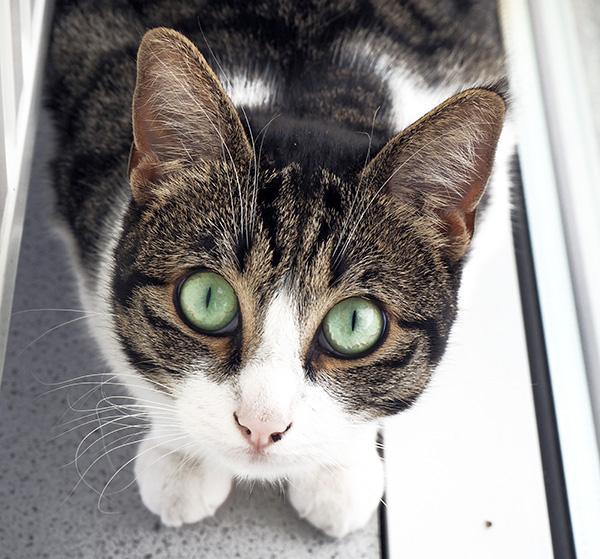 cat with piercing green eyes