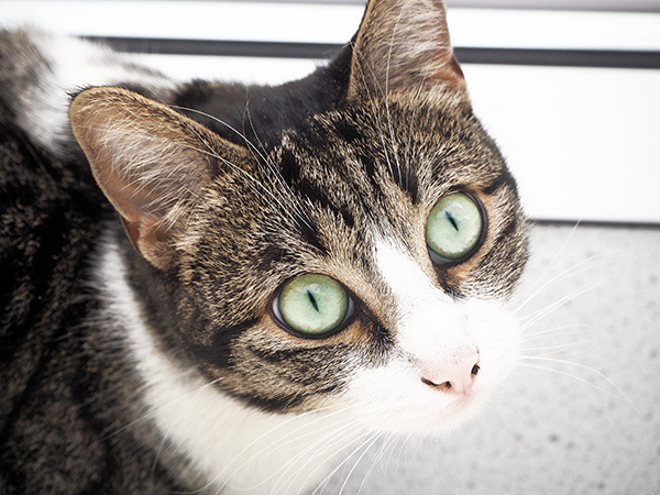 cat with stunning green eyes