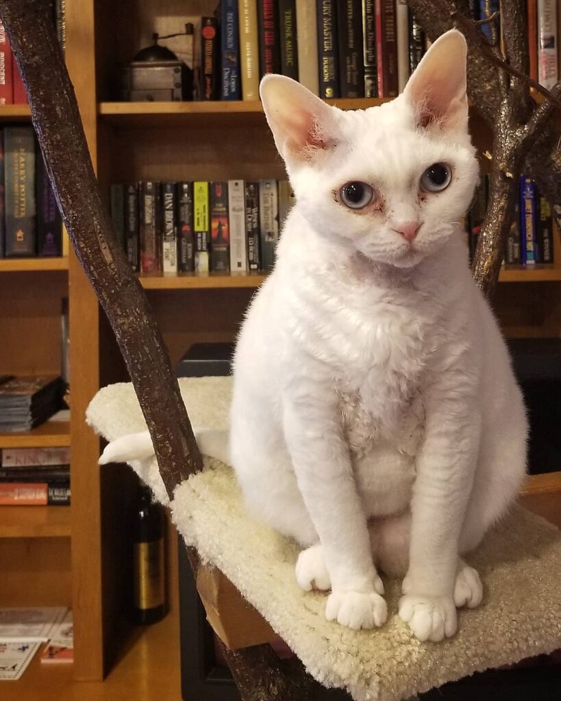 white cat at the Catfe in Lawrenceville, Georgia