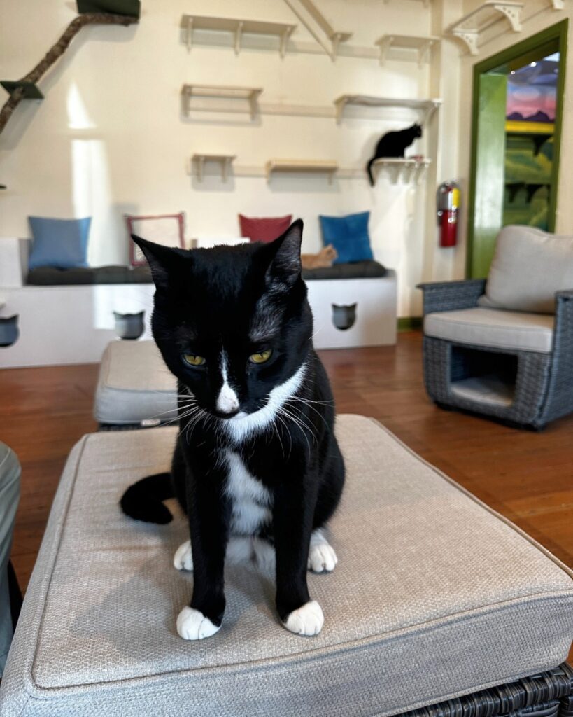 Tuxedo cat at the Entangled Cat Cafe in Watkinsville, Georgia